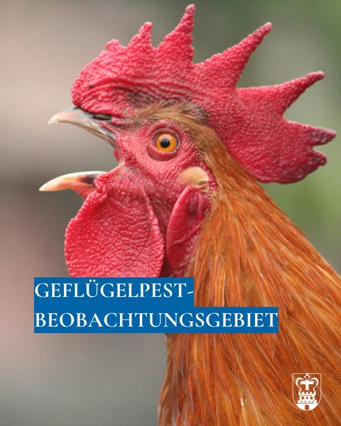 Ausbruch der Geflügelpest im Kreis Plön – Sperrzone im Kreis Ostholstein